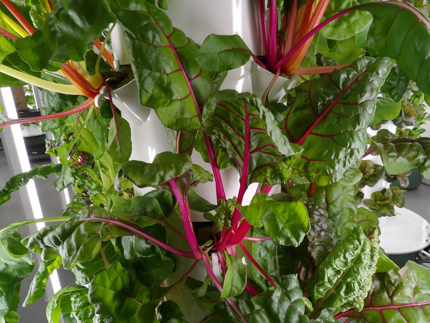 Earth-based minerals for our plants