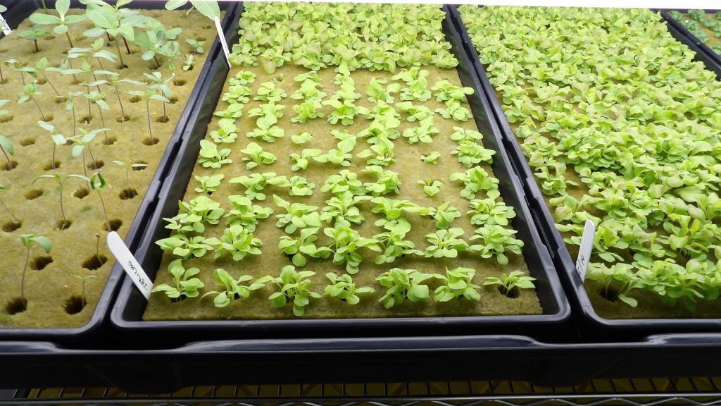 Seedling trays at 5 Points Farm