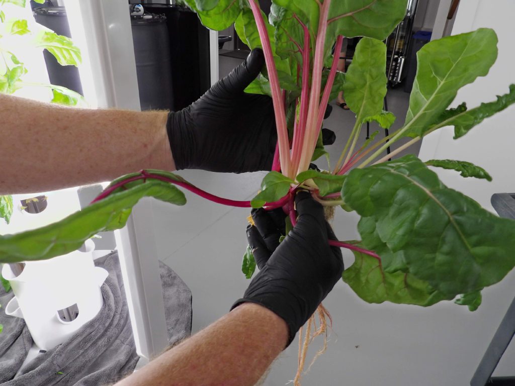 Harvesting chard at 5 Points Farm