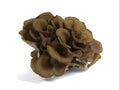 Maitake 1 lb.