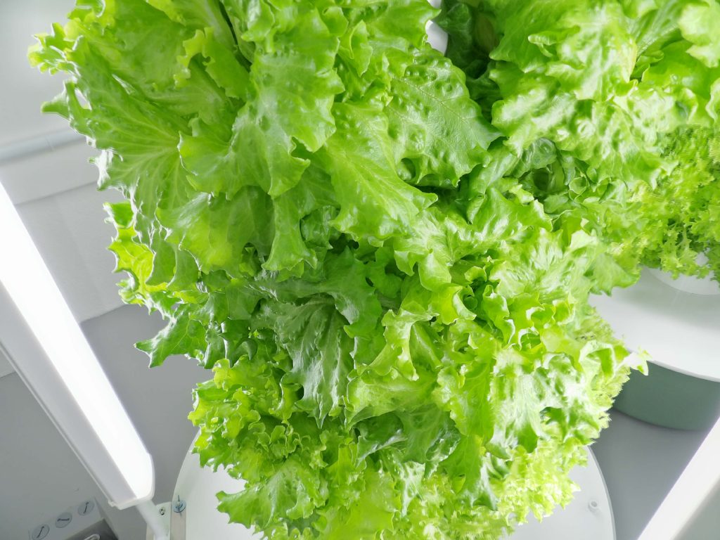 Fresh lettuce growing at 5 Points Farm