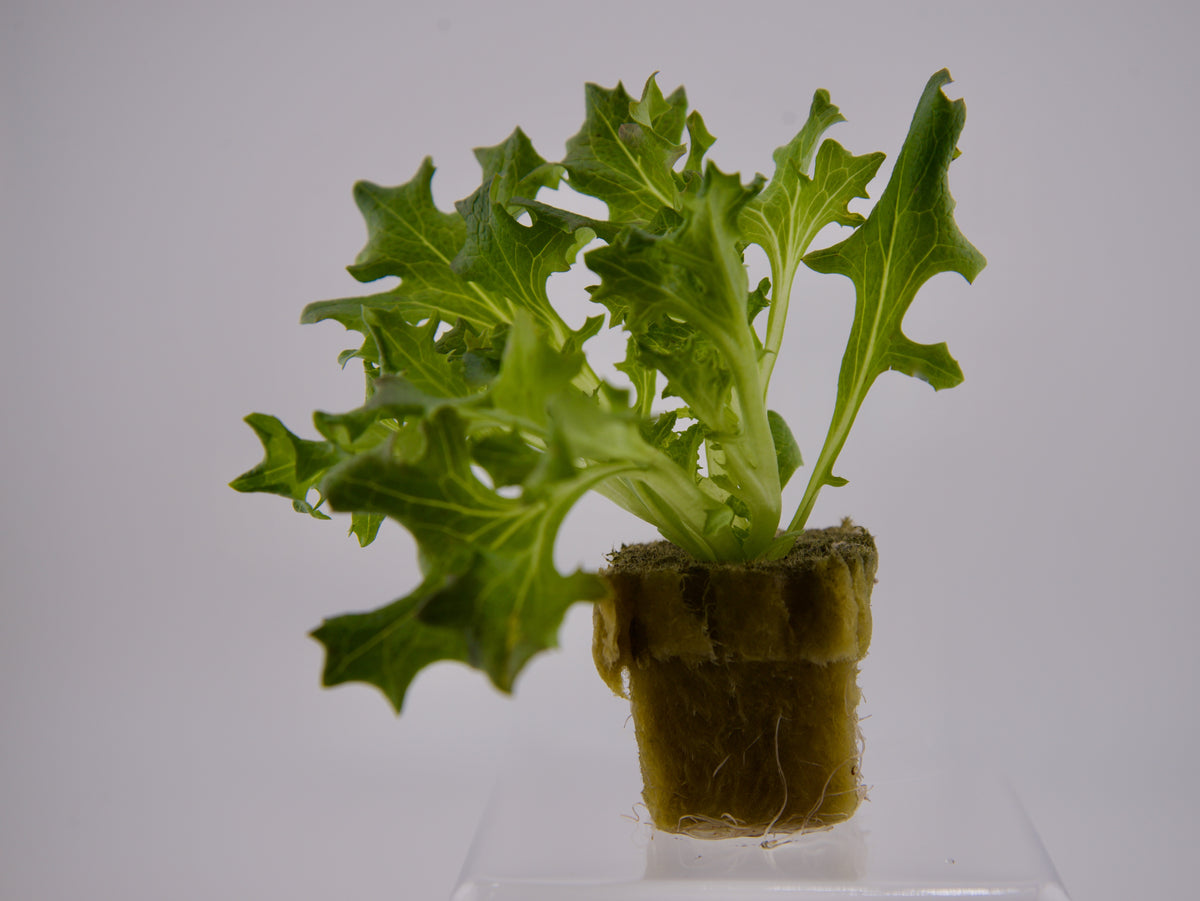 Red Sweet Crisp Seedling