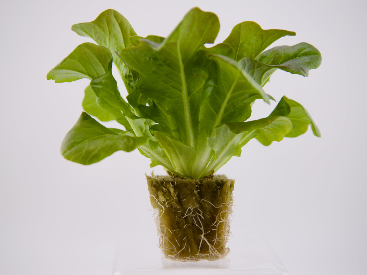 Red Oakleaf Seedling