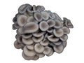 Blue Oyster 1 lb.