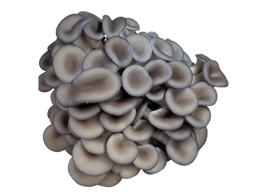 Blue Oyster 1 lb.