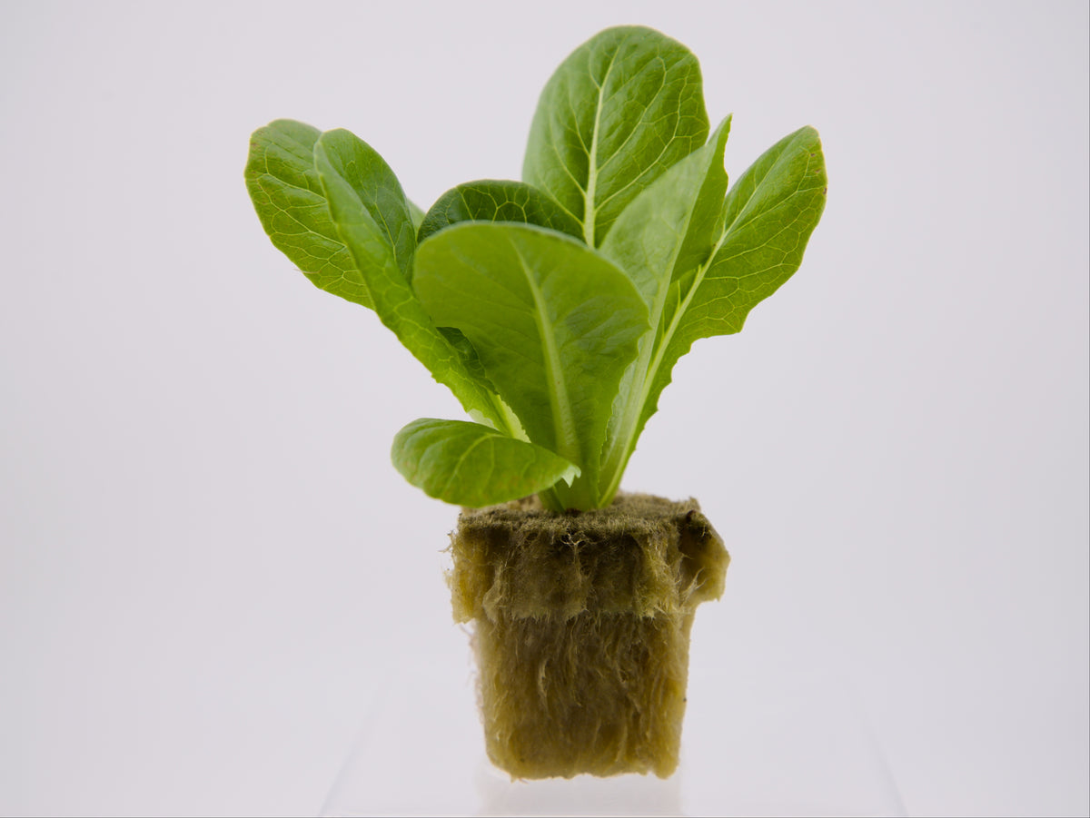 Dragoon (Romaine) Seedling