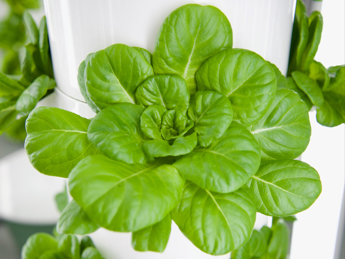 Red Butter Lettuce