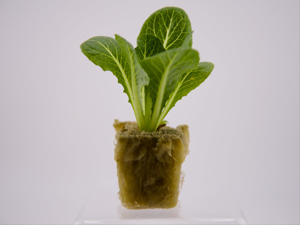 Truchas (Romaine) Seedling