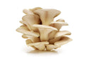 Winter White Oyster 1 lb.