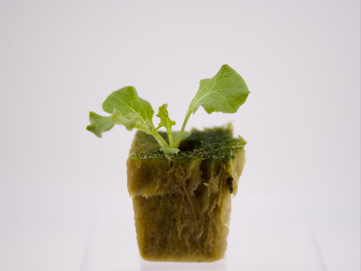 Green Sweet Crisp Seedling