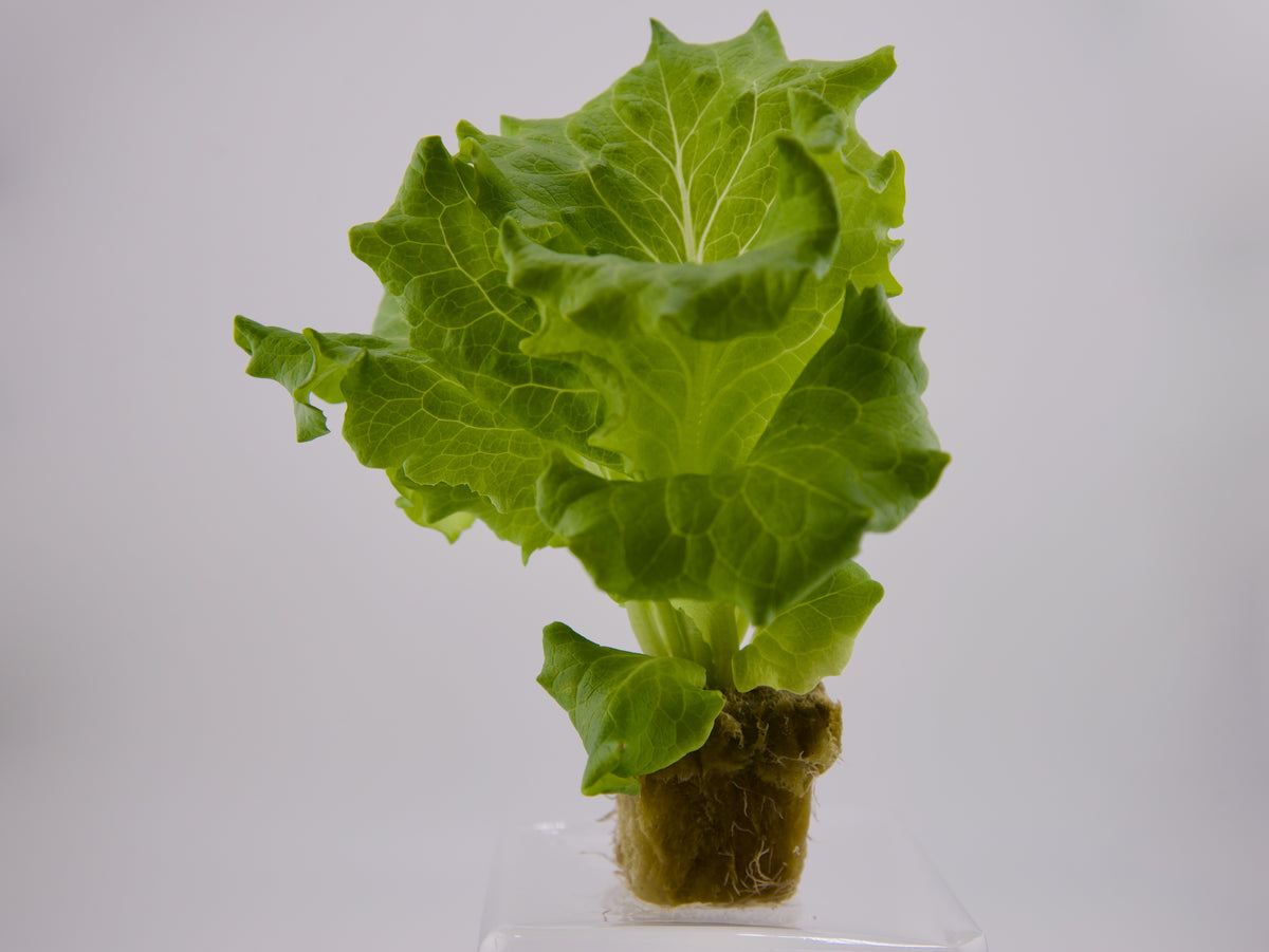 Muir Summer Crisp Seedling