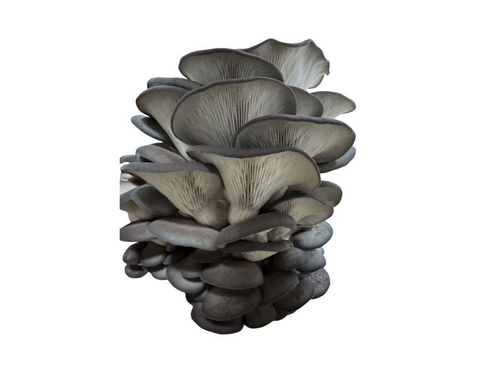 King Blue Oyster 1 lb.