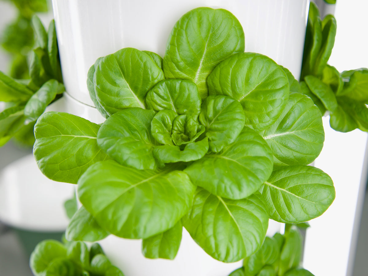 Green Butter Lettuce