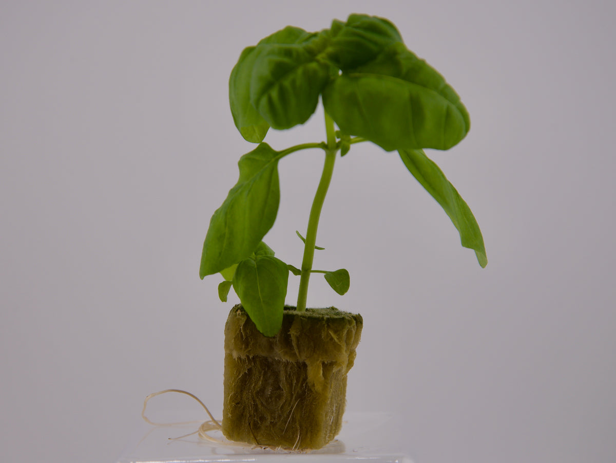 Basil Seedling