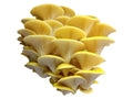 Gold Oyster 1 lb.