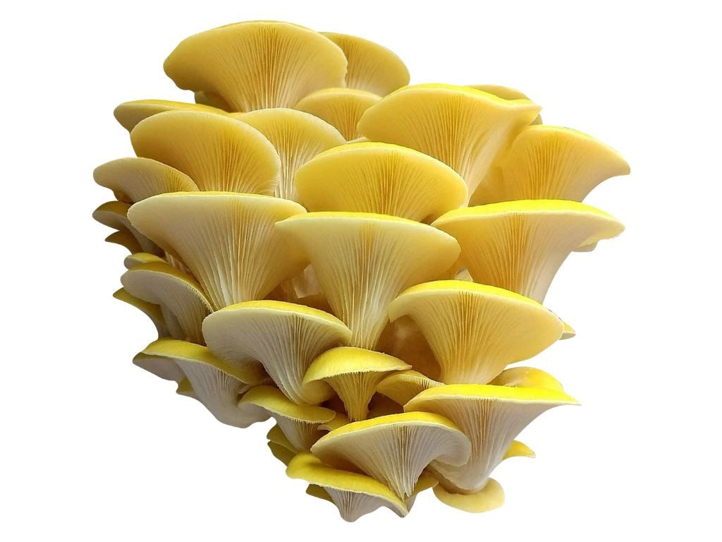 Gold Oyster 1 lb.
