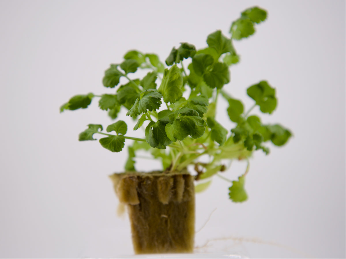 Cilantro Seedling