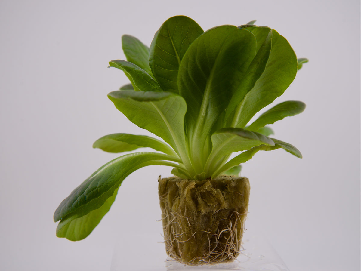 Red Butter Seedling