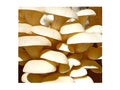 Elm 1 lb.