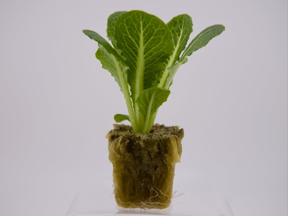 Tendita (Romaine) Seedling