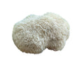 Lion's Mane 1 lb.