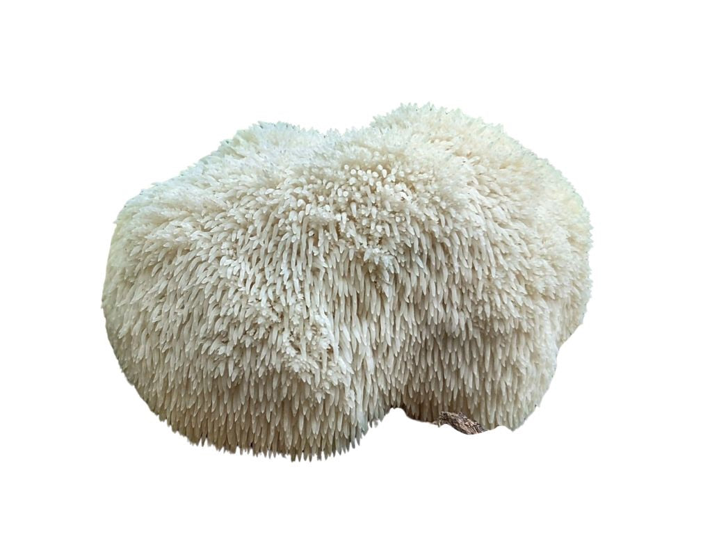 Lion's Mane 1 lb.