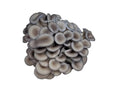 Black Pearl King 1 lb.
