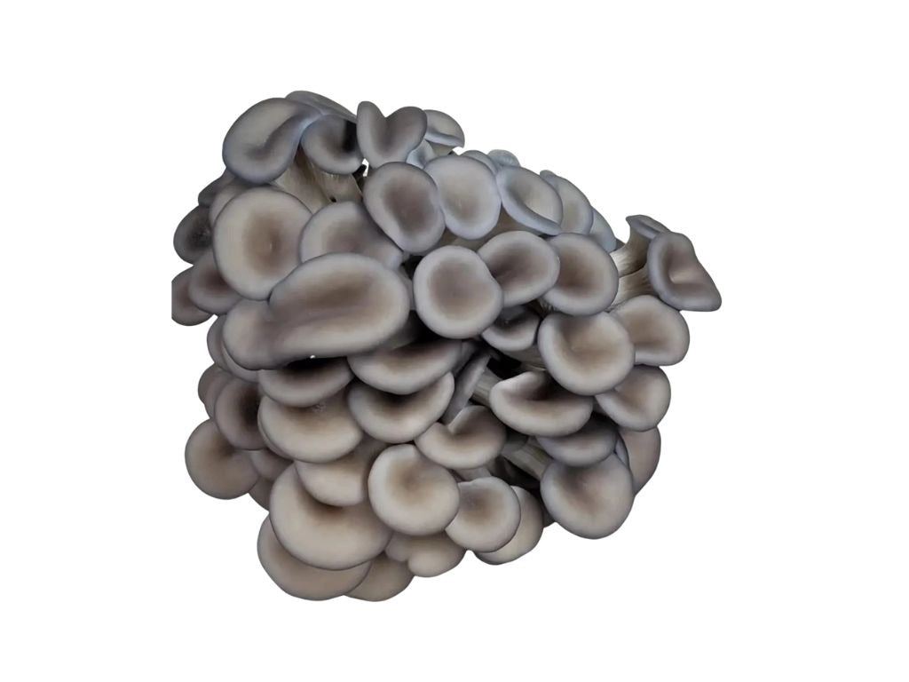 Black Pearl King 1 lb.
