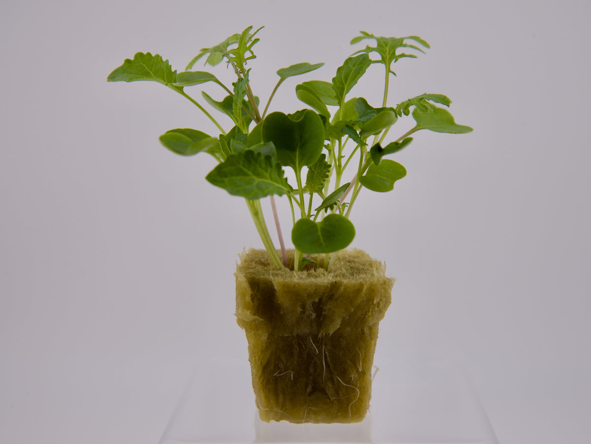Kalebration (Kale Mix) Seedling