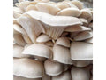 PoHu 1 lb.