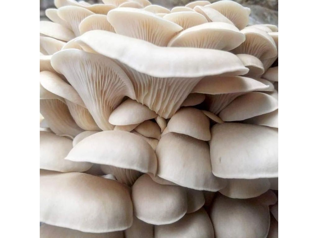PoHu 1 lb.
