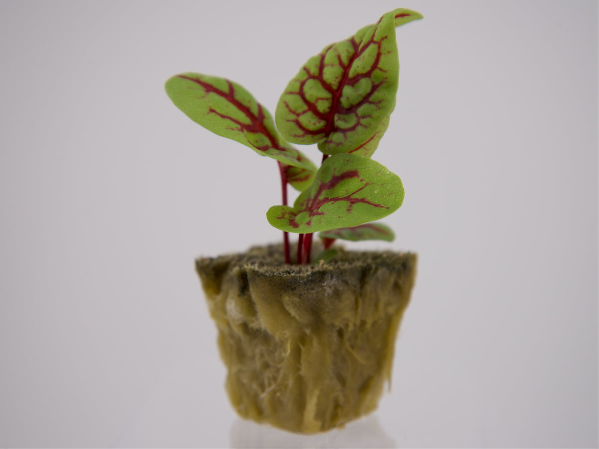 Red Vein Sorrel Seedling