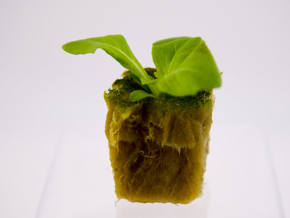 Green Butter Seedling