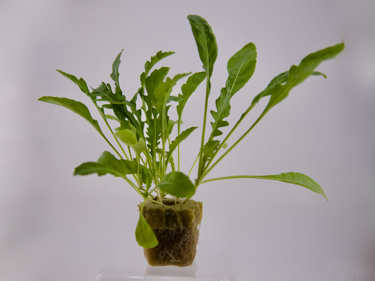 Runaway Arugula Seedling