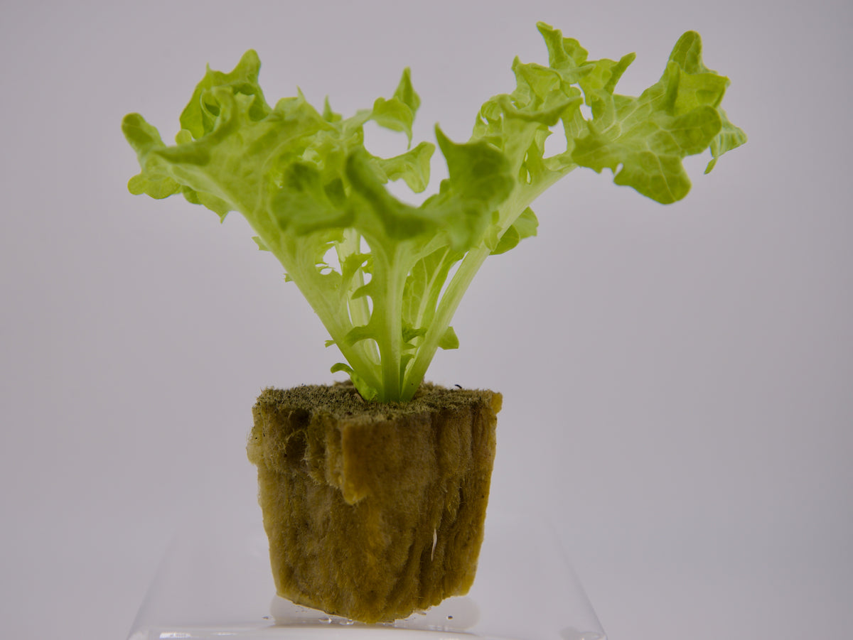 Green Incised Seedling