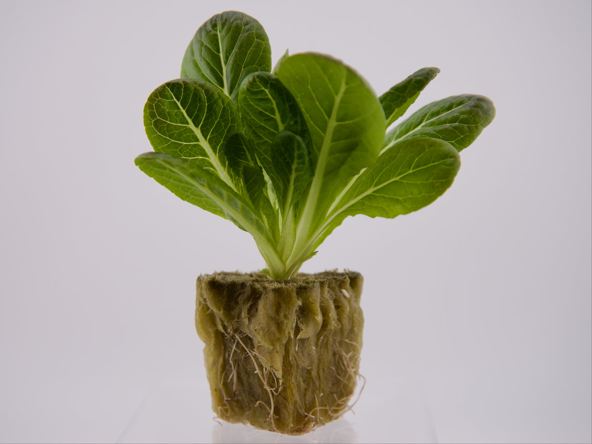 Chalupa (Romaine) Seedling