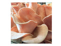 Pink Oyster 1 lb.