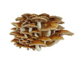 Chestnut 1 lb.