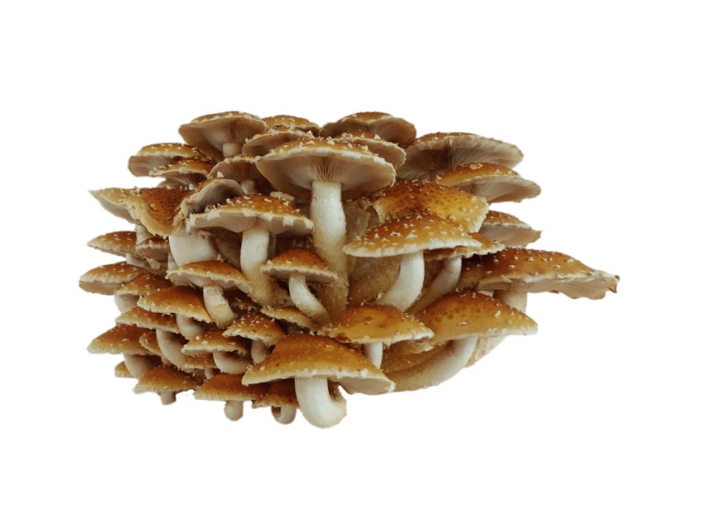Chestnut 1 lb.