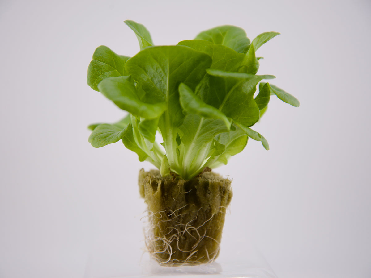 Green Oakleaf Seedling
