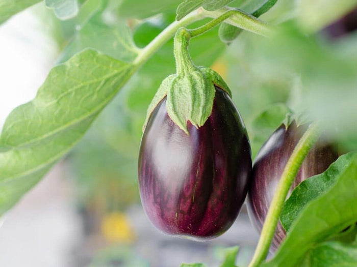 Fresh fruits and vegetables