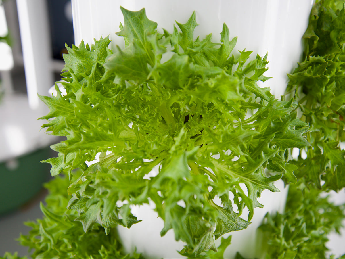 Green Sweet Crisp (Salanova)