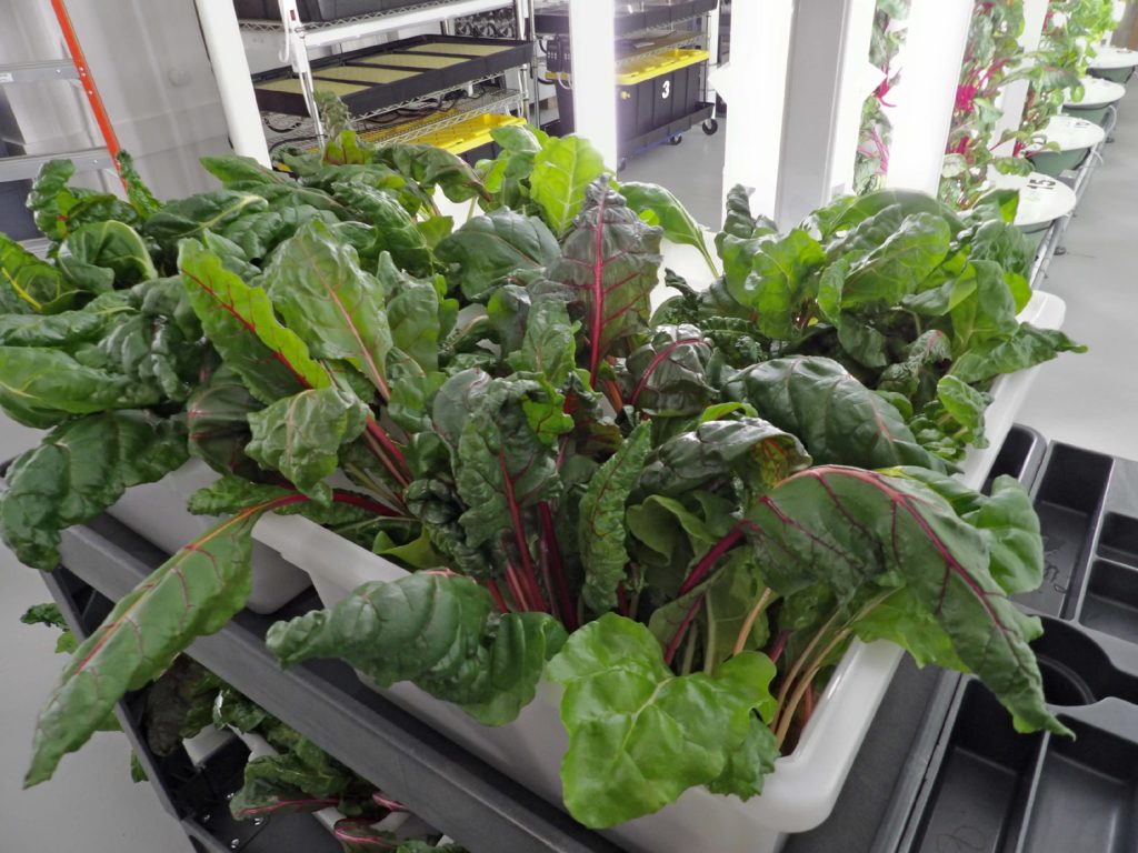 Colorful leafy greens harvested at 5 Points Farm