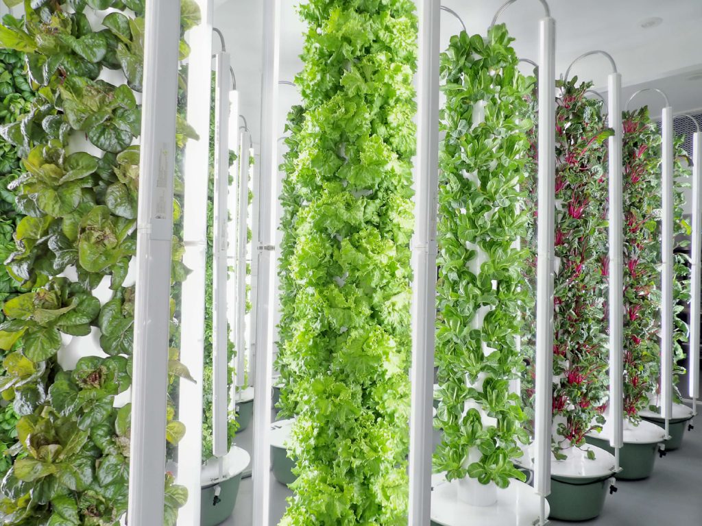 Vertical aeroponic tower rows at 5 Points Farm