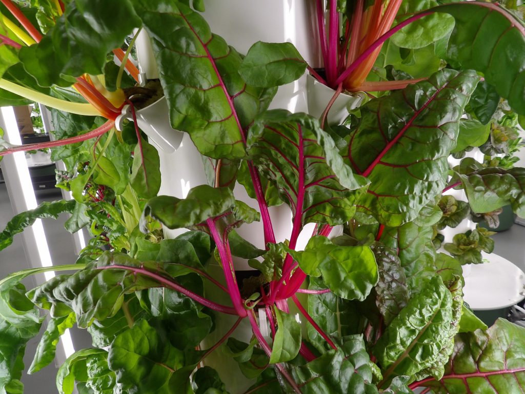Edible plants growing at 5 Points Farm