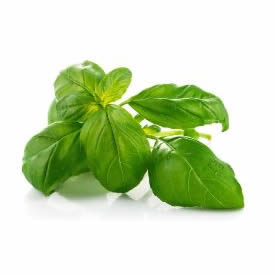 Prospera Basil Plant