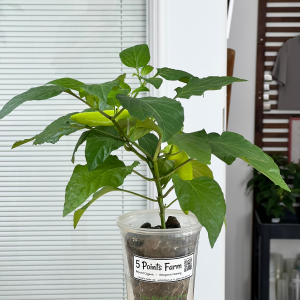 Hungarian Hot Wax Pepper Plant