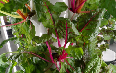 Earth-based minerals