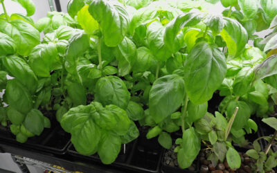 Scientific Research – Materials and Methods