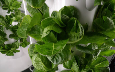 Scientific Research – Results